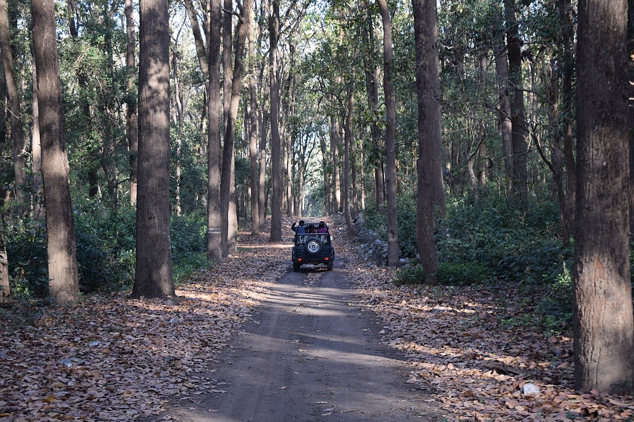 A safari jeep on a forest trail in Corbett