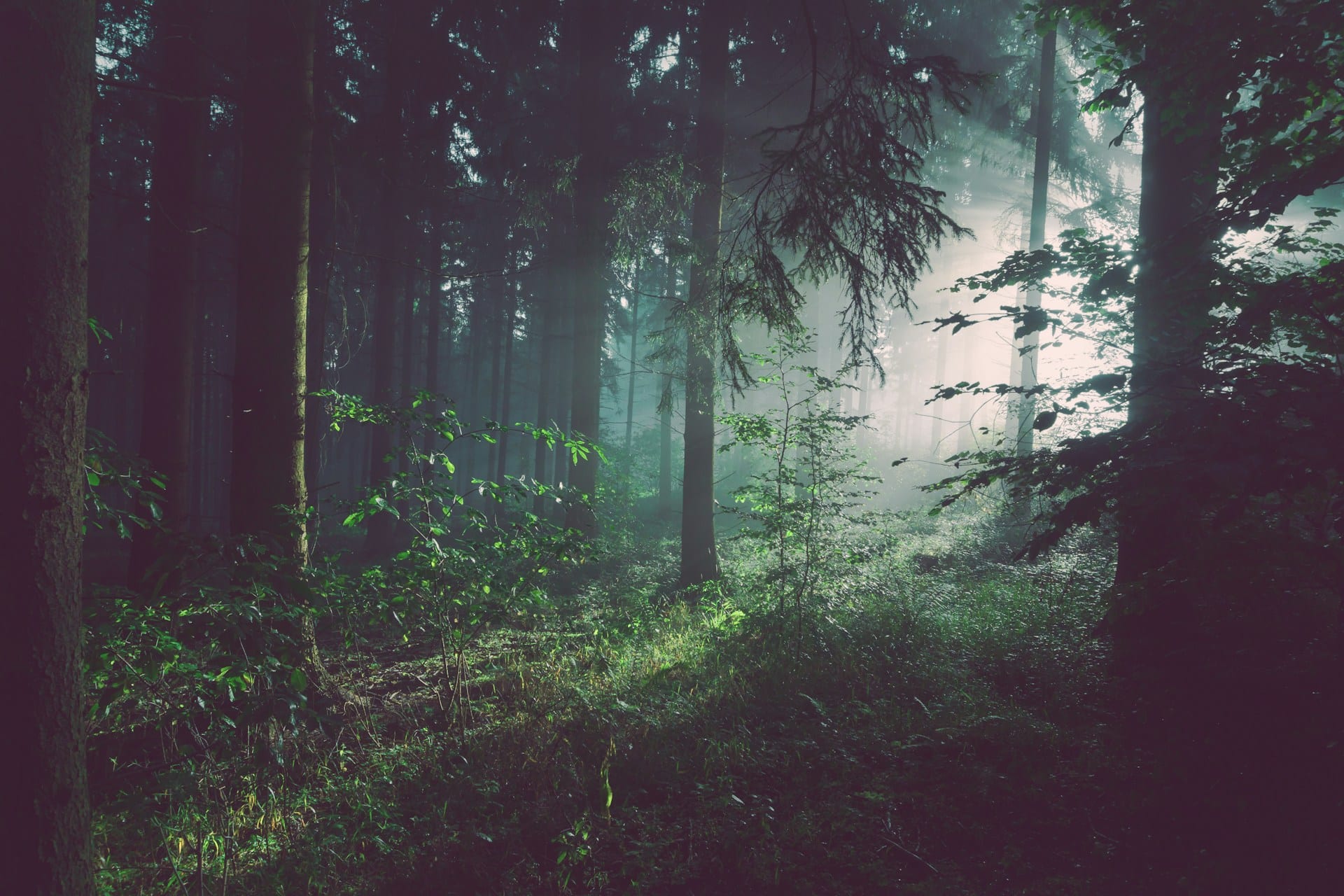 A green forest canopy